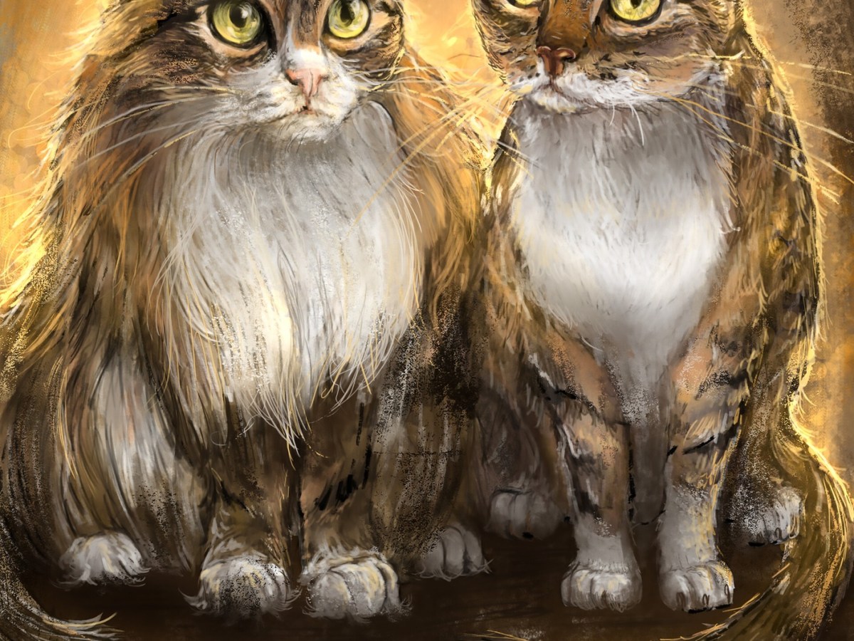 Cat portrait and&nbsp;video